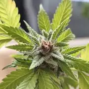 Cherry Cola Auto (Bonsai)