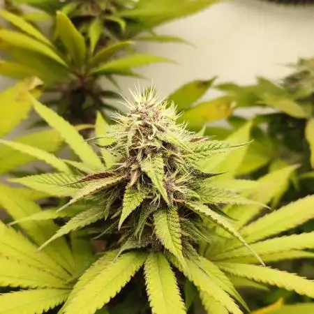 Tropicana Cookies FF