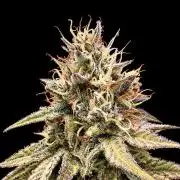 Exotic Seed (Black Lemon)