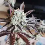 Orange Bud 2.0 Dutch Passion