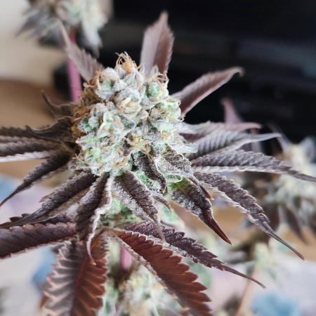 Orange Bud 2.0 Dutch Passion