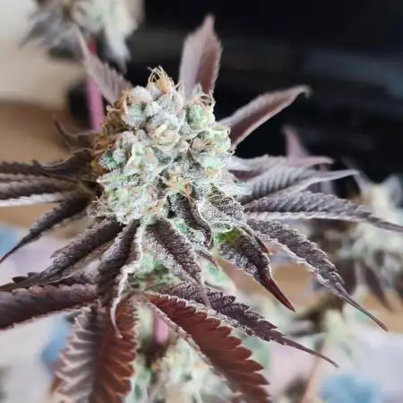 Orange Bud 2.0 Dutch Passion