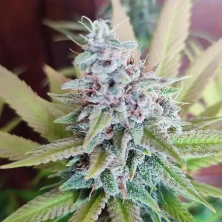 Tropicana Cookies FF