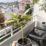 Cherry Cola Auto (Bonsai)