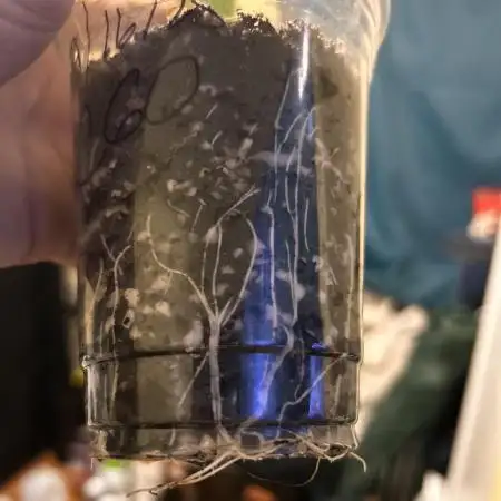 First Growth
