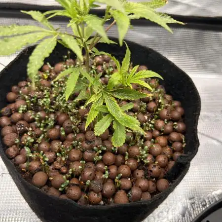 First Growth