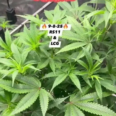 First Growth