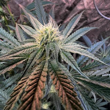 3x LayZ Cakez (Illo Seeds / Regular)