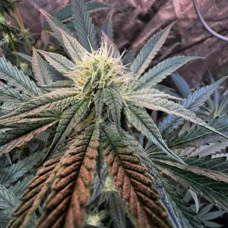 3x LayZ Cakez (Illo Seeds / Regular)