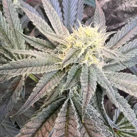 3x LayZ Cakez (Illo Seeds / Regular)