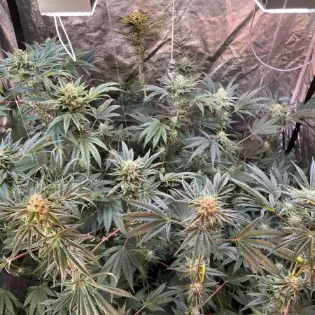 3x LayZ Cakez (Illo Seeds / Regular)