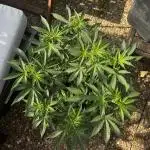 3x LayZ Cakez (Illo Seeds / Regular)