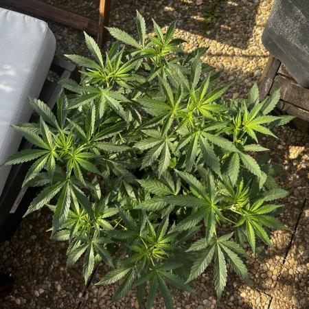 3x LayZ Cakez (Illo Seeds / Regular)