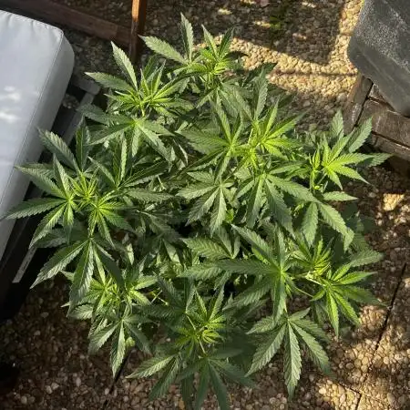 3x LayZ Cakez (Illo Seeds / Regular)