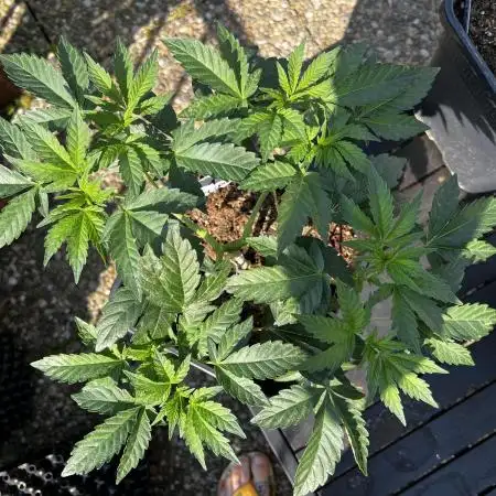 3x LayZ Cakez (Illo Seeds / Regular)