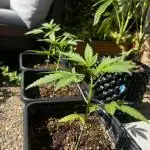 3x LayZ Cakez (Illo Seeds / Regular)
