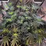 3x LayZ Cakez (Illo Seeds / Regular)