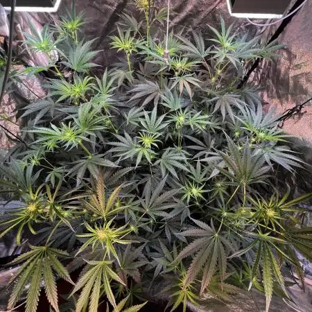 3x LayZ Cakez (Illo Seeds / Regular)