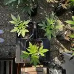 3x LayZ Cakez (Illo Seeds / Regular)