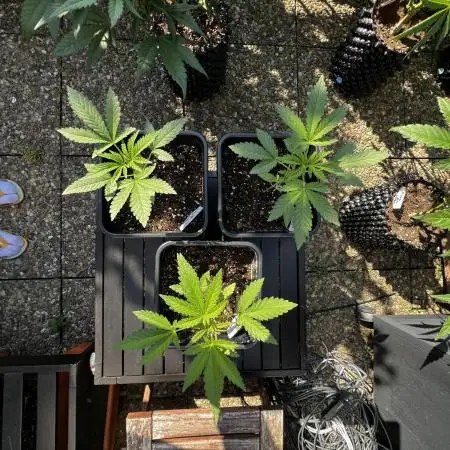 3x LayZ Cakez (Illo Seeds / Regular)