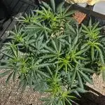 3x LayZ Cakez (Illo Seeds / Regular)