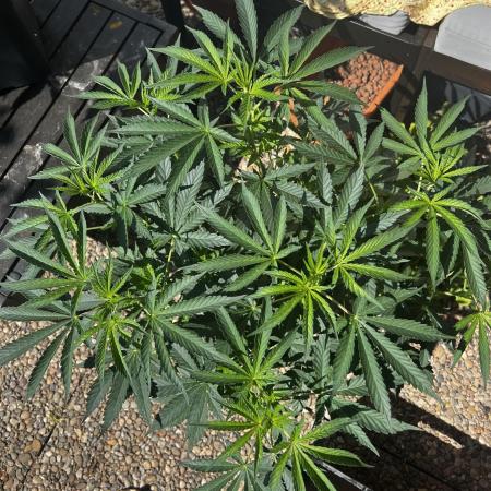 3x LayZ Cakez (Illo Seeds / Regular)