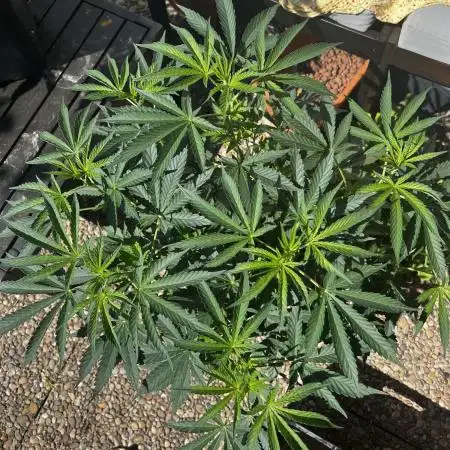 3x LayZ Cakez (Illo Seeds / Regular)