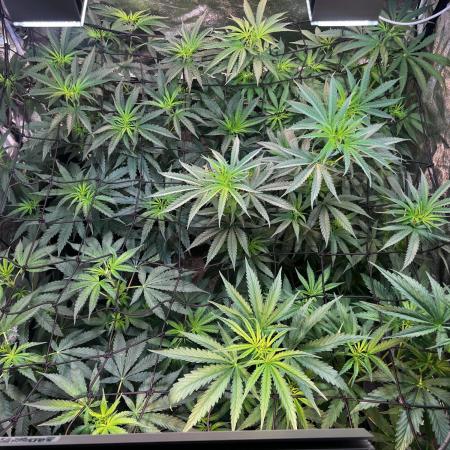 3x LayZ Cakez (Illo Seeds / Regular)