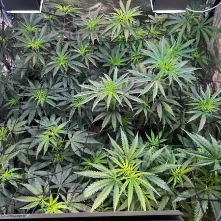3x LayZ Cakez (Illo Seeds / Regular)