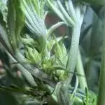 3x LayZ Cakez (Illo Seeds / Regular)