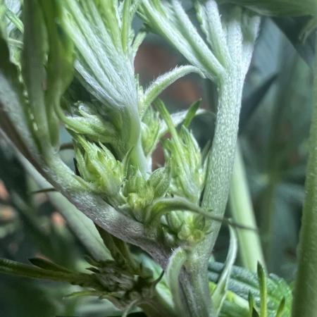 3x LayZ Cakez (Illo Seeds / Regular)
