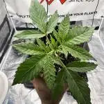 Purple punch SuperStrain/Hy-Pro 🌱