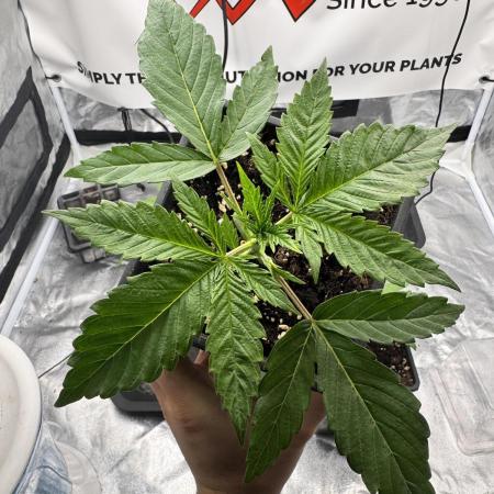 Purple punch SuperStrain/Hy-Pro 🌱