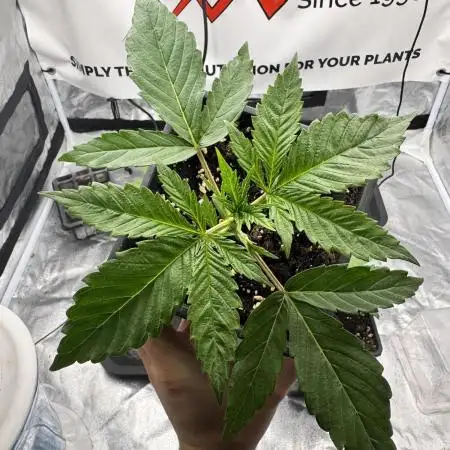 Purple punch SuperStrain/Hy-Pro 🌱