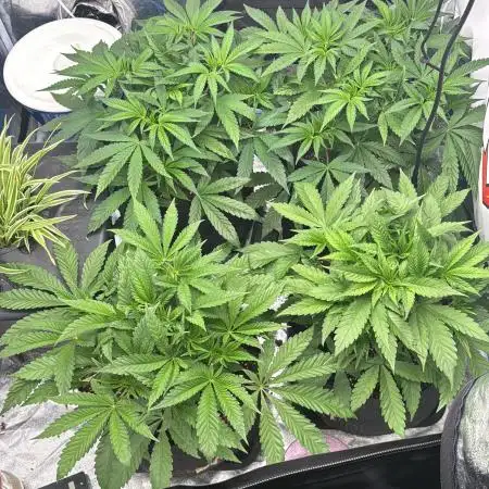 Purple punch SuperStrain/Hy-Pro 🌱