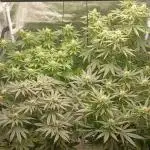 Amnesia crackers critical Weeding cake