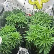 Purple punch SuperStrain/Hy-Pro 🌱