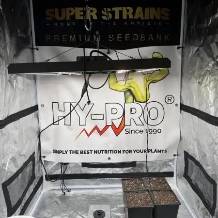 Purple punch SuperStrain/Hy-Pro 🌱