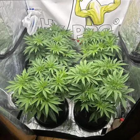 Purple punch SuperStrain/Hy-Pro 🌱