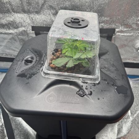 [SuperStrains]DWC Purple punch