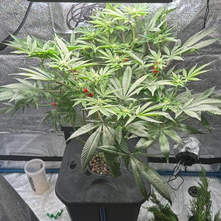 [SuperStrains]DWC Purple punch