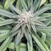 Purple punch SuperStrain/Hy-Pro 🌱