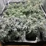 Amnesia crackers critical Weeding cake