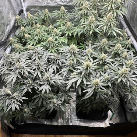 Amnesia crackers critical Weeding cake