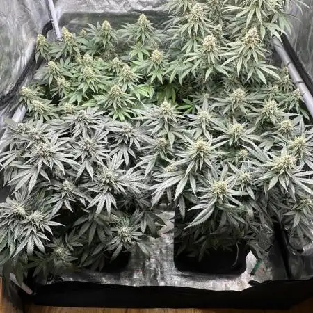 Amnesia crackers critical Weeding cake