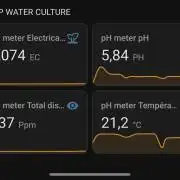 [SuperStrains]DWC Purple punch