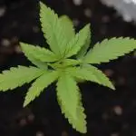 Green Poison #4