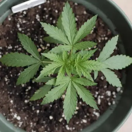 Royal Critical Auto #6