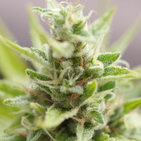 #3 - Wedding Cake Auto