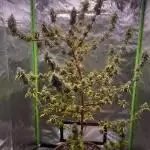 Frosty the snowman